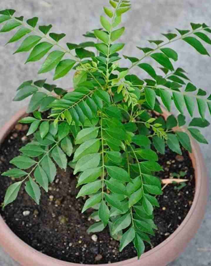 14 a curry leaves64 aro original