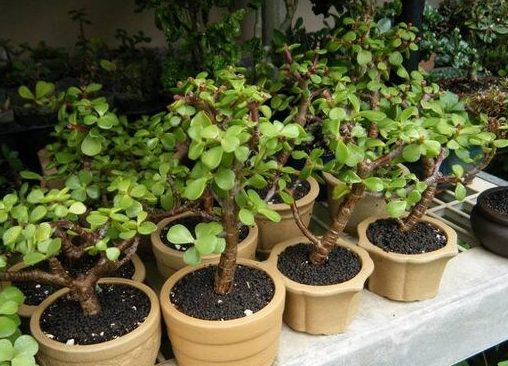 Jade Plant 3 e1743531938741