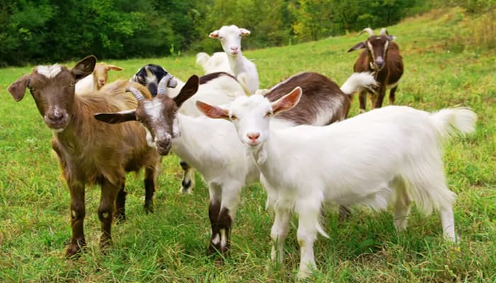 goat farming