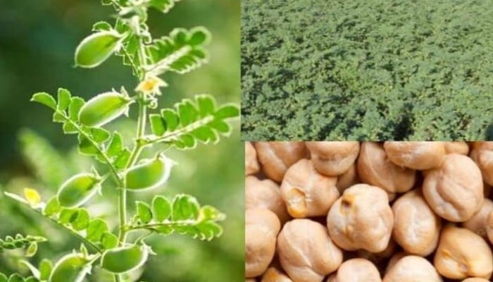 gram cultivation 18032025