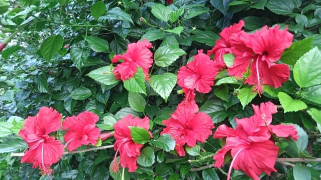 images of hibiscus flower