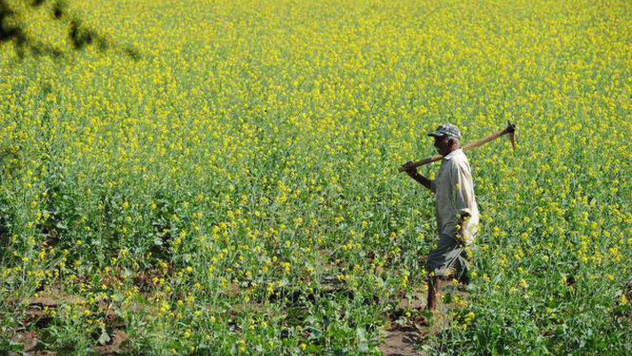 Mustard Farming: जानें कैसे होता है सरसों के बीज तैयार 1 mustard farming 1