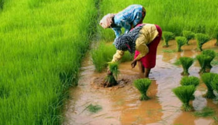 paddy wheat abhiniya