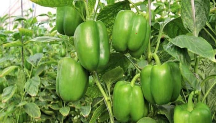 Capsicum farming