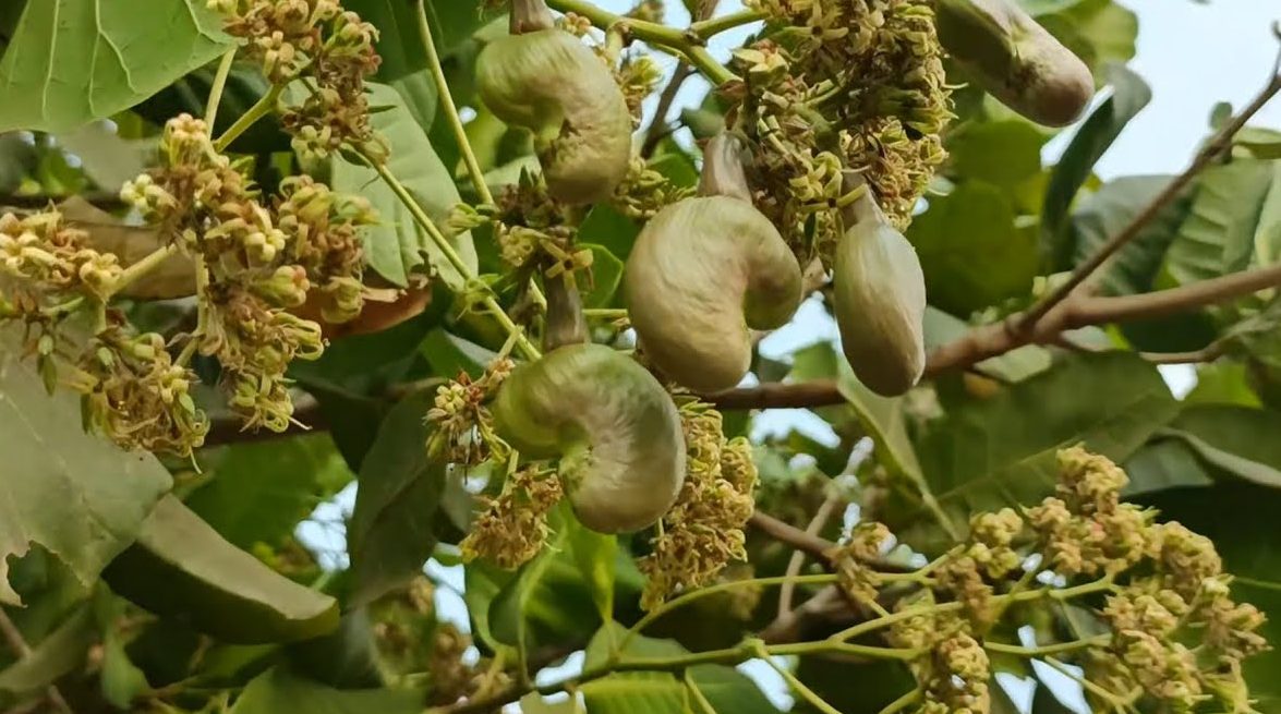 KAJU e1743700440112