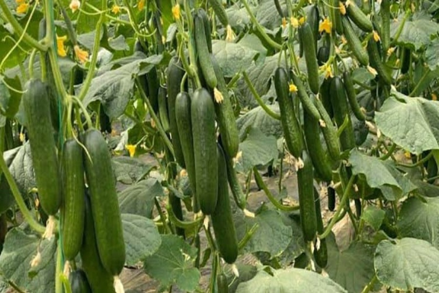 KHIRA 1