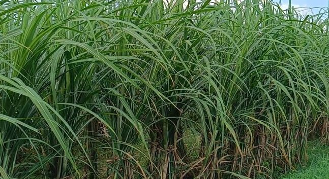 cropped 10092024 124226 IMG 20240831 13593302 watermark 14102024 093401 2024 10 1a6a14476e6ca459802dbb3857128e69 e1744074077825