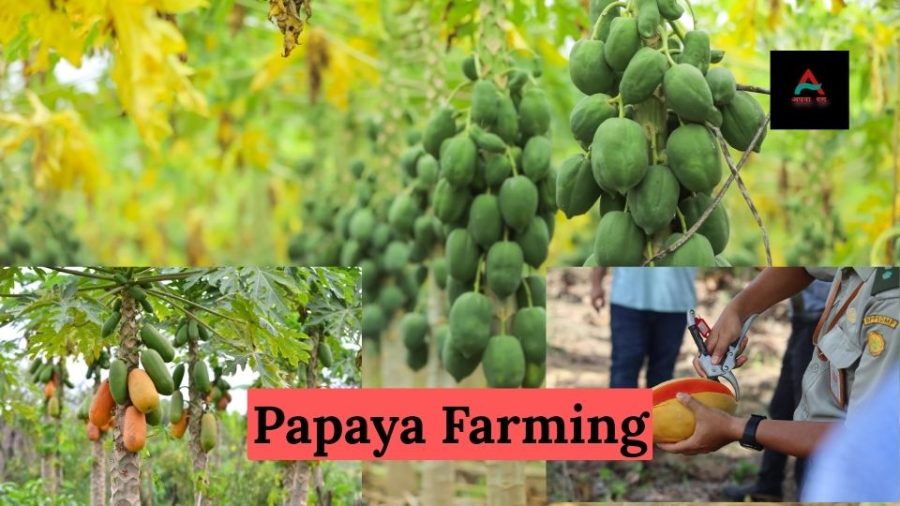papaya farming