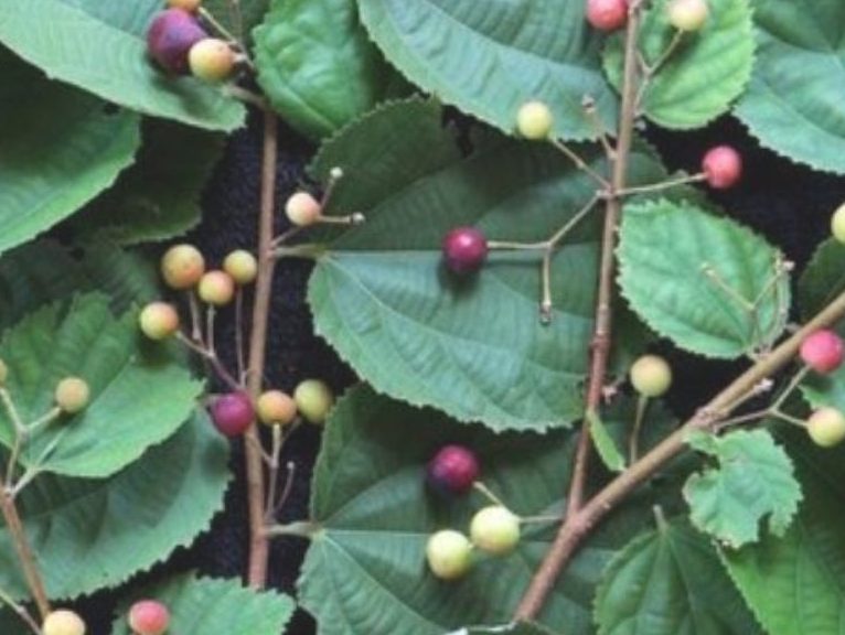phalsa 1 e1744057400907