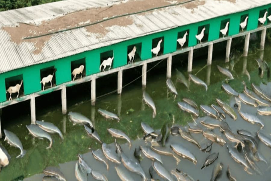 PALAN