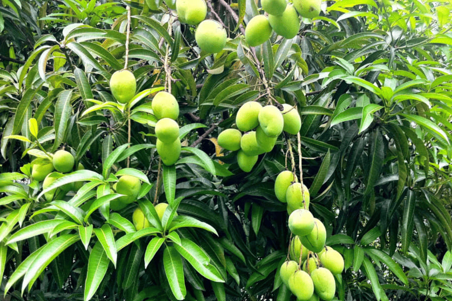 PALMAR AAM