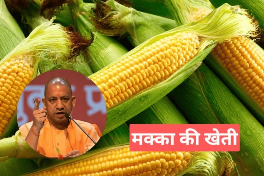 YOGI 2