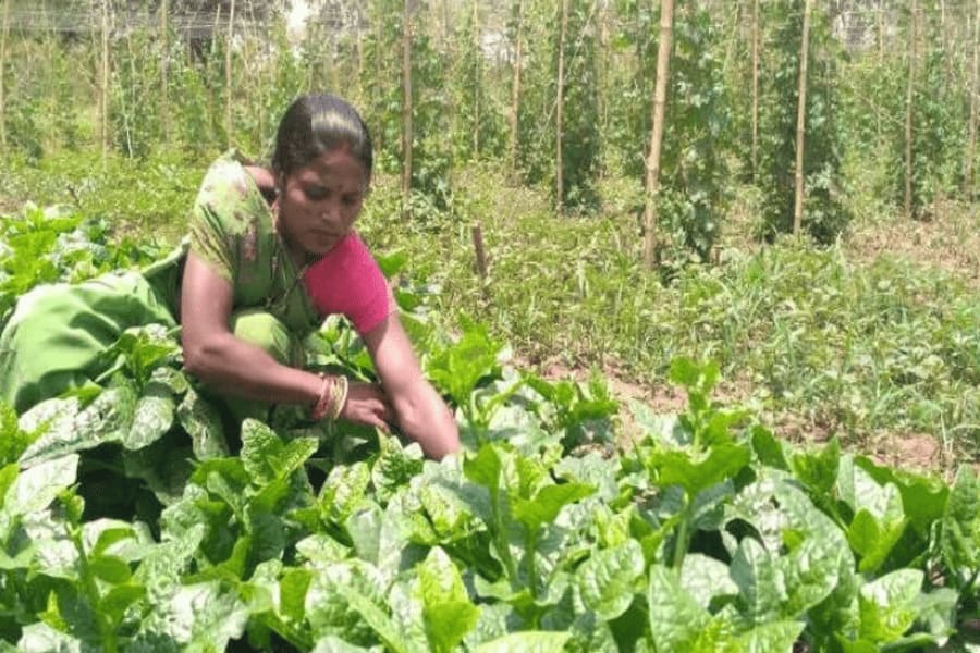 mahila kisan