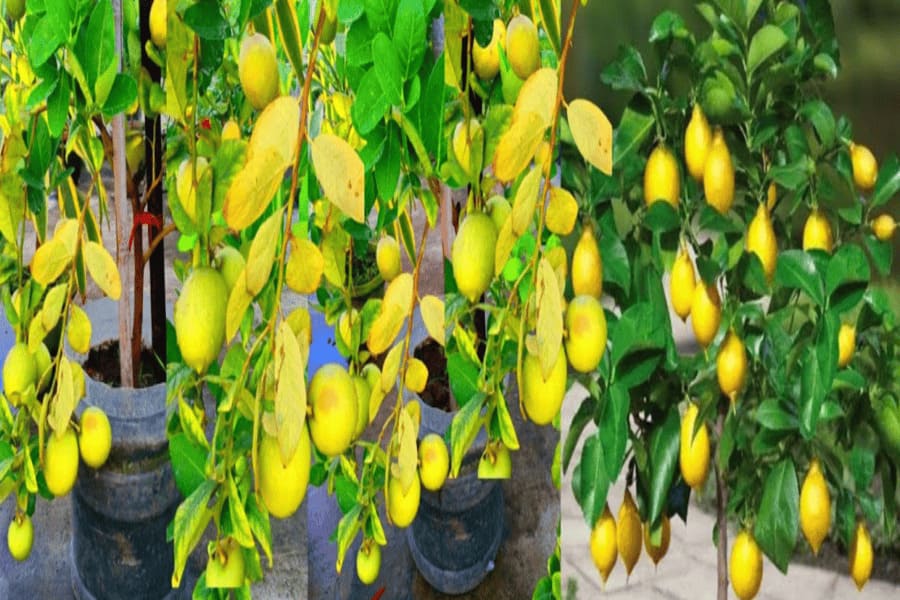 nimbu