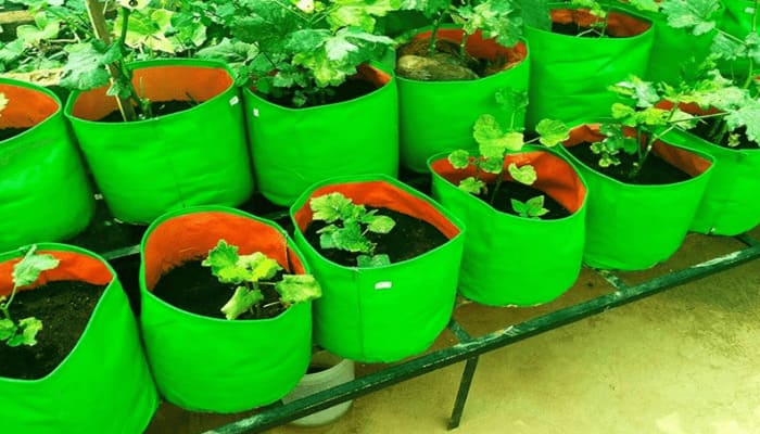 gro bags