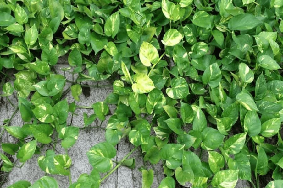 MANIPLANT