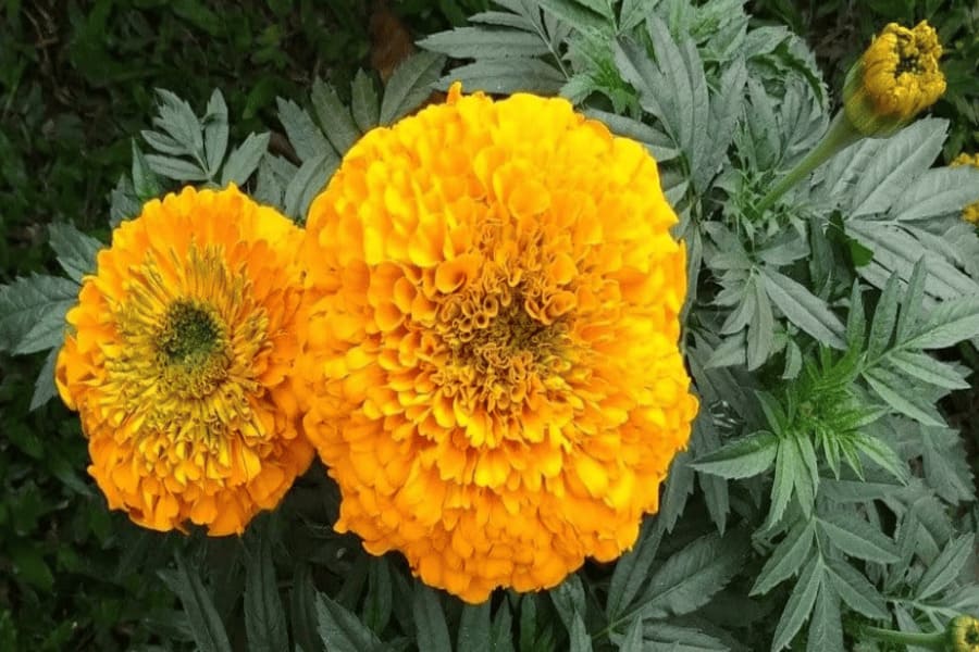 PHOOL