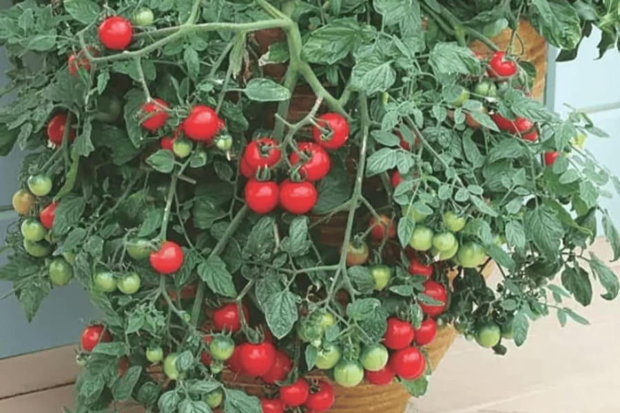 cheri tamatar
