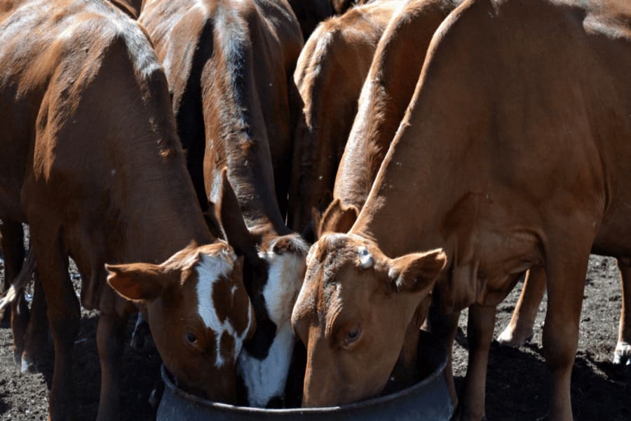 COW WATER